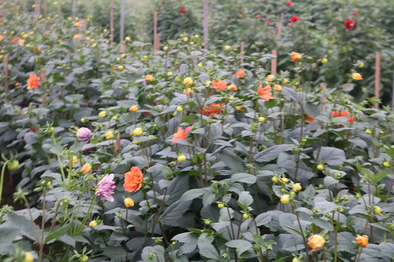 Cánh đồng hoa thược dược khoe sắc rực rỡ