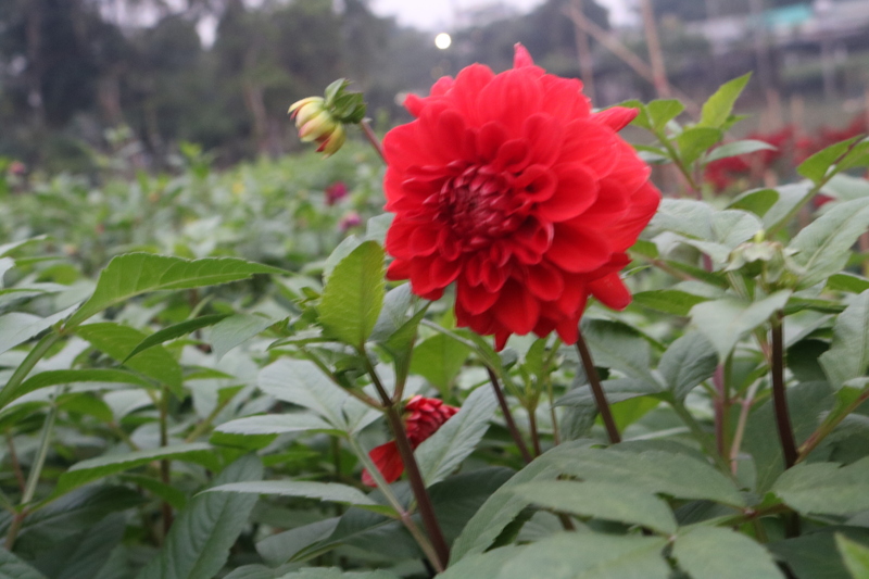 Người dân làng hoa Tây Tựu tất bật vào vụ Tết - 17