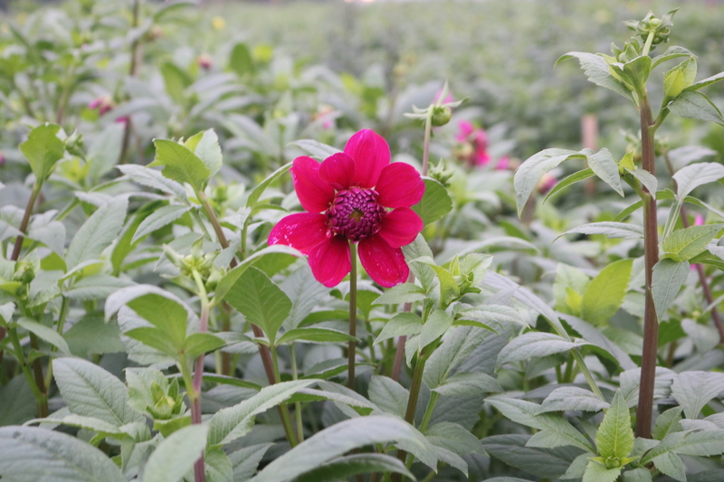 Người dân làng hoa Tây Tựu tất bật vào vụ Tết - 10