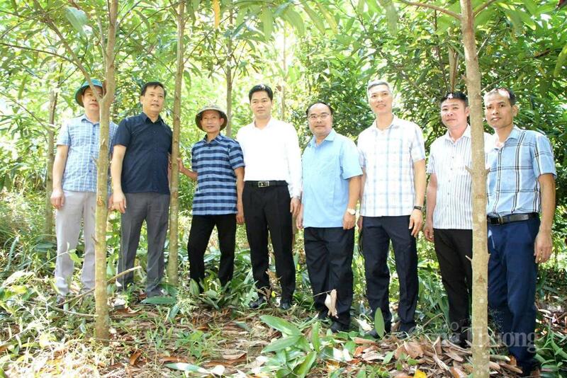 Mô hình trồng quế tạo nên diện mạo kinh tế mới cho bản Táng Ngá, xã Mường Mô.