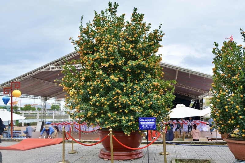 Mãn nhãn chậu quật “khủng” cao 5 m giá hàng chục triệu đồng. Ảnh: Ngọc Thảo