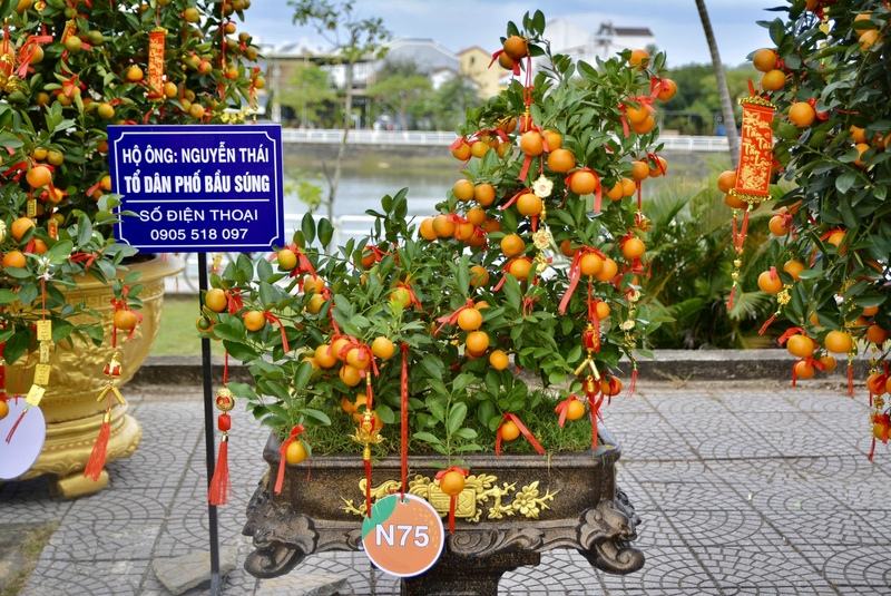 Nhiều chậu quật thế, quật tiểu cảnh dáng đẹp trưng bày tại ngày hội. Ảnh: Ngọc Thảo