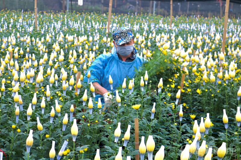 Ông Nguyễn Hữu Hào thu hoạch vụ cúc trà sớm. Ảnh: Hồng Ngọc