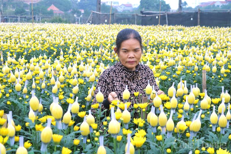 Bà Nguyễn Thị Phượng tỉ mẩn chăm sóc vườn cúc chuẩn bị cho thu hoạch. Ảnh: Hồng Ngọc