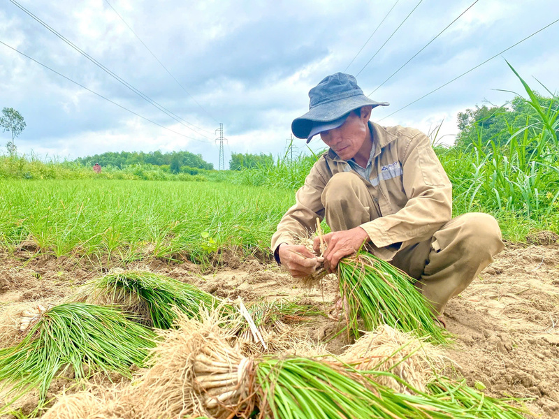 Sau khi nhổ, kiệu sẽ được bó lại thành từng bó nhỏ. Ảnh: Nguyễn Dương