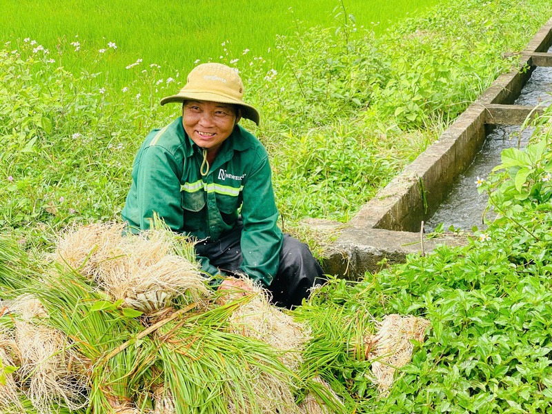 Kiệu sau khi bó sẽ được đem rửa sơ cho sạch phần đất cát còn dính lại. Ảnh: Nguyễn Dương