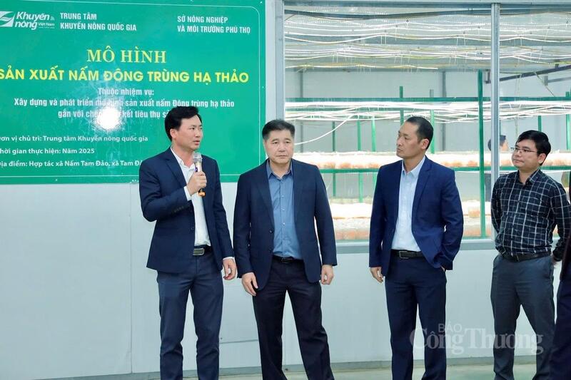 Ông Lê Quốc Thanh, Giám đốc Trung tâm Khuyến nông Quốc gia cùng đoàn đánh giá nhiệm vụ “Xây dựng và phát triển mô hình sản xuất nấm đông trùng hạ thảo gắn với chuỗi liên kết tiêu thụ sản phẩm” trên địa bàn tỉnh Phú Thọ tại HTX Nấm Tam Đảo.