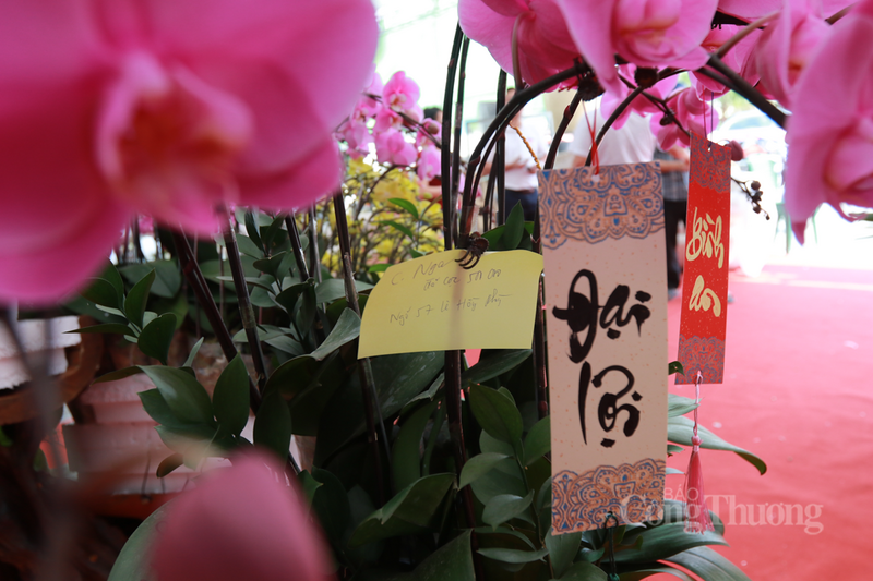 So với các loại hoa khác nhanh tàn, lan hồ điệp có thể chơi được hơn 2 tháng nếu chăm sóc đúng cách.