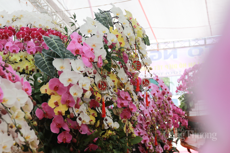 Sự đa dạng về màu sắc từ trắng đại, tím rực rỡ đến vàng hoàng kim hay các dòng lan chớp, lan đột biến đã tạo nên một bức tranh thị trường sôi động.