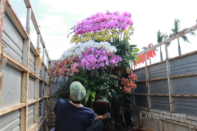 Theo bà Hằng, với dòng gỗ lũa, sau khi hoa tàn, gia chủ vẫn có thể giữ lại gốc gỗ quý để tiếp tục ghép lứa hoa mới hoặc bán lại cho cửa hàng.