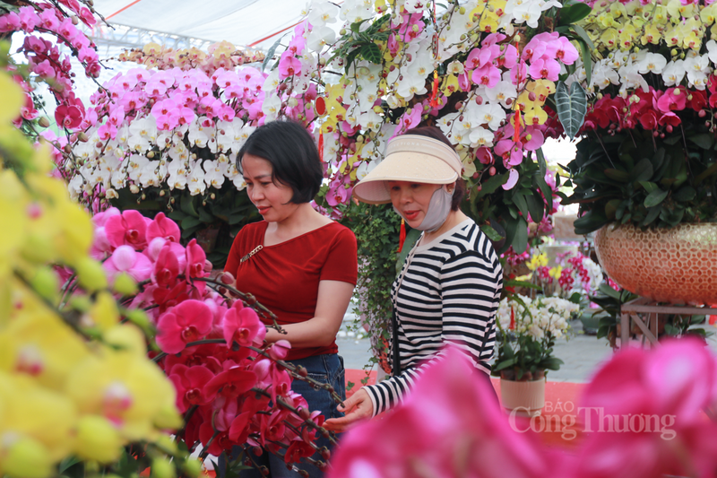 Bà Lê Thị Hằng, đại diện cửa hàng hoa tươi Tố Nga cho biết, giá lan cành năm nay ổn định ở mức 300.000 - 500.000 đồng/cành. Tuy nhiên, giá trị của một tác phẩm lại phụ thuộc vào độ 'khủng' của gốc gỗ lũa và số lượng cành.
