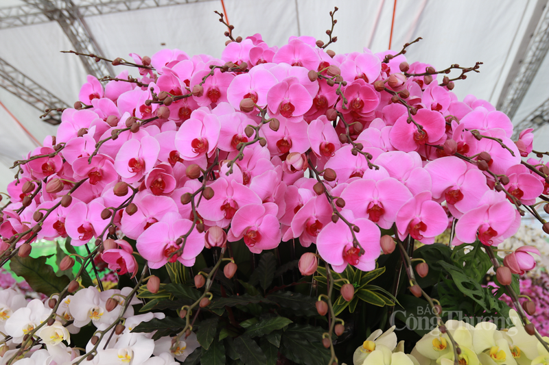 “Tại cửa hàng chúng tôi, những chậu lớn có giá từ 50 triệu đến hàng trăm triệu đồng đang được khách hàng ưu tiên đặt trước vì sự sang trọng và ý nghĩa phong thủy bền vững”, bà Hằng chia sẻ.