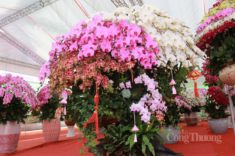 “Dịp Tết là lúc để trang hoàng nhà cửa, tôi chọn lan hồ điệp ghép gỗ lũa vì nó toát lên vẻ quyền quý nhưng vẫn giữ được nét mộc mạc của thiên nhiên. Dù mức chi trả cho một tác phẩm gỗ lũa không hề nhỏ, nhưng tôi thấy hoàn toàn xứng đáng với giá trị nghệ thuật và đẳng cấp mà nó mang lại cho không gian sống”, ông Phạm Xuân Sinh (khách hàng) bày tỏ.