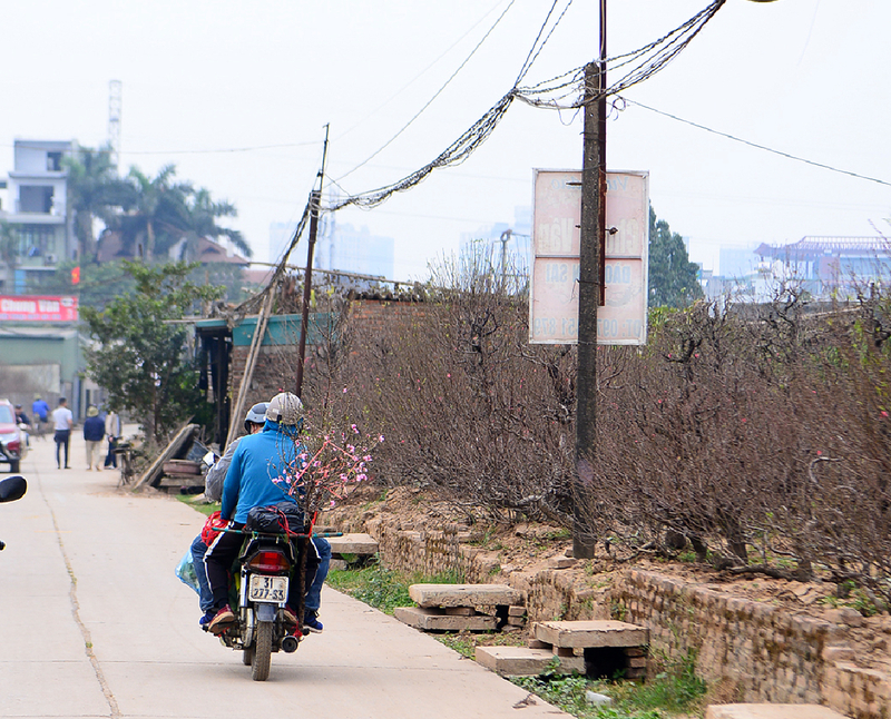 Người dân tới tận vườn chọn đào mang Tết về nhà