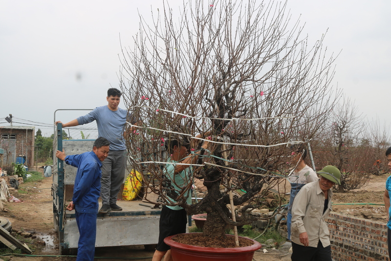 Người dân tại vườn đào Nhật Tân tất bật vận chuyển đào phân phối ra thị trường