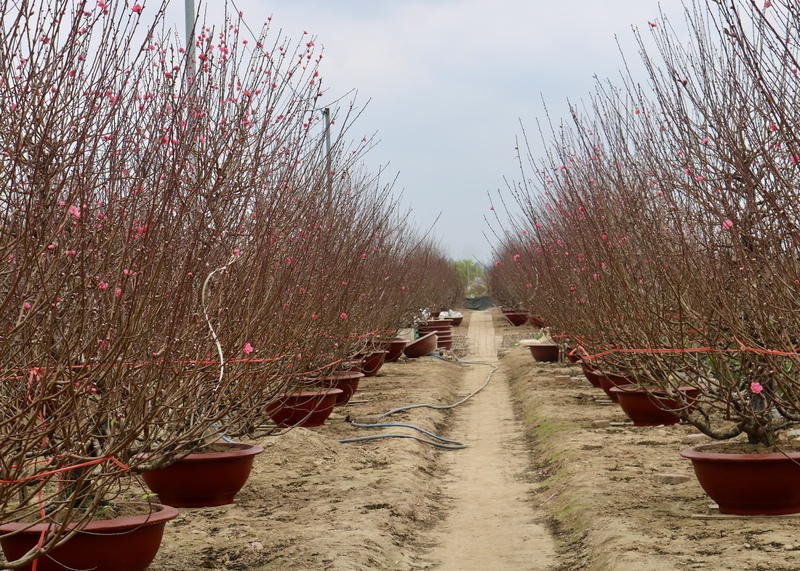 Các vườn đào Nhật Tân những ngày cận Tết