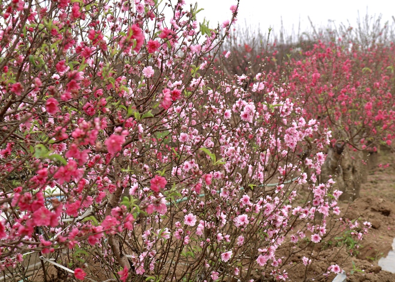 Đủ các loại đào bích, đào phai... bung nở rực rỡ