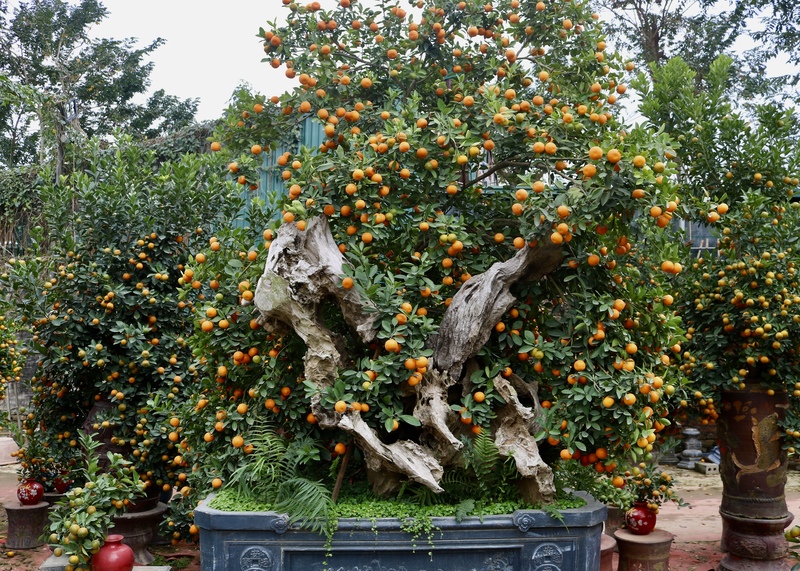 "Thông thường, vào khoảng từ mùng 10 đến 15 tháng Chạp là thời điểm quất chín, nhu cầu mua tăng mạnh, thời tiết thuận lợi, giúp cây sai quả, mã đẹp và dễ tiêu thụ với giá tốt", bà Nguyễn Thị Tâm chia sẻ.