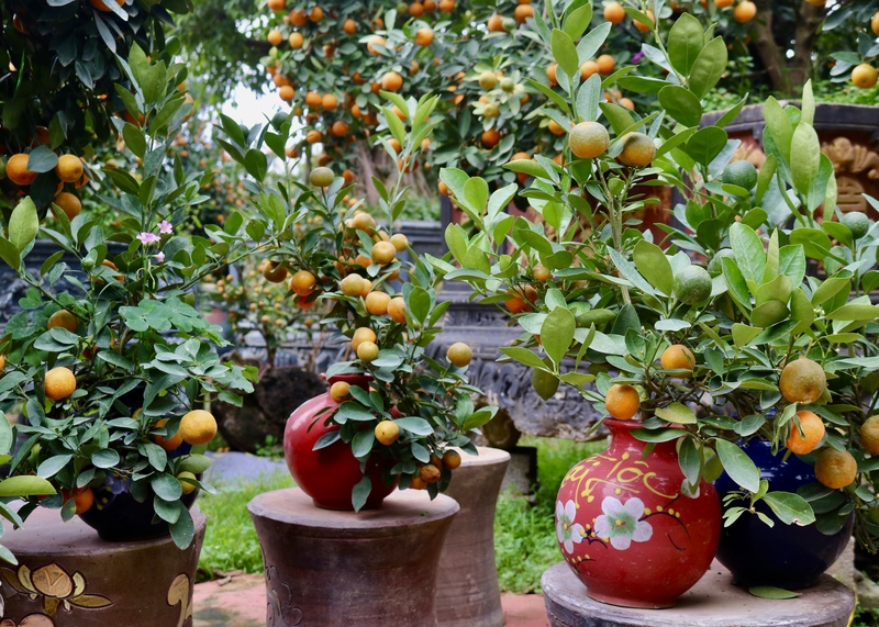 Quất bonsai nhỏ gọn, phục vụ khách hàng sống tại chung cư, không gian nhỏ