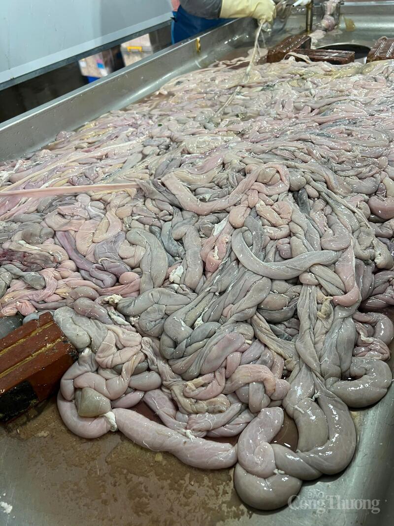 Số lòng lợn có dấu hiệu bốc mùi hôi thối, đổi màu, không đảm bảo vệ sinh.