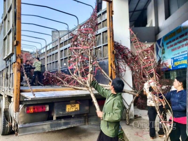 Nhiều thương lái từ dưới xuôi nhập đào Lai Châu phục vụ thị trường tết