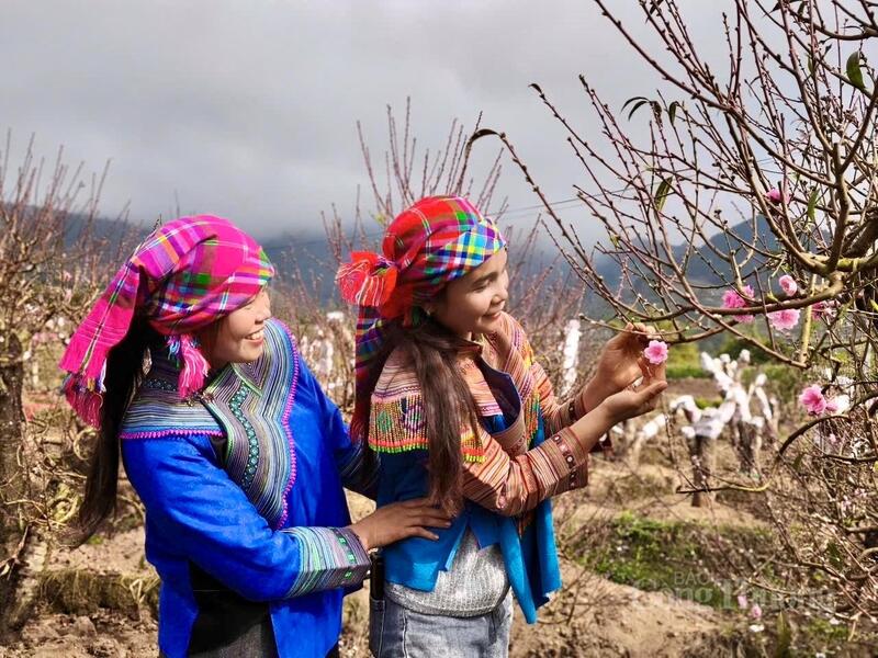 Vườn đào "khủng" của anh Vũ Ngọc Tuấn bản Tiên Bình, xã Bình Lư hút khách trước dịp tết Nguyên đán