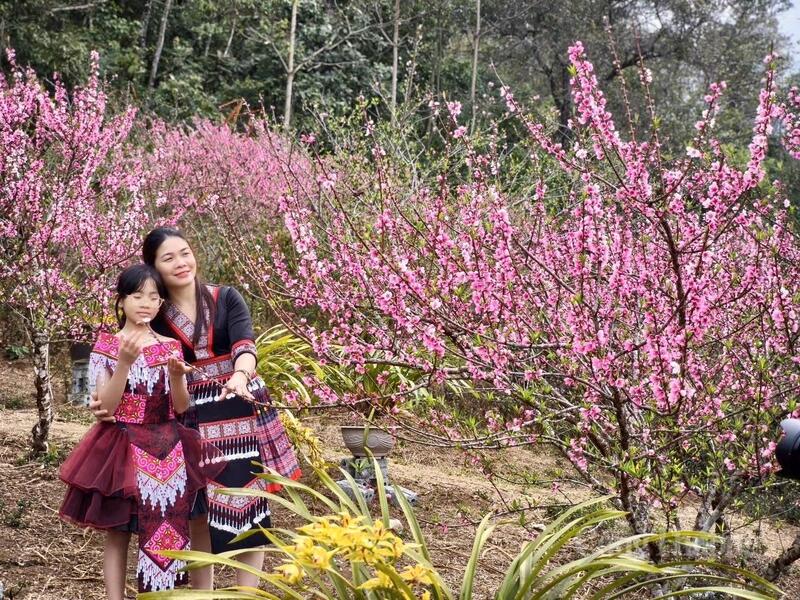 Đào xứ lạnh Lai Châu được săn đón trước dịp tết Nguyên đán