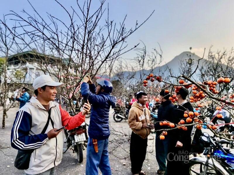 Xu hướng bán hàng online giúp người trồng đào chủ động hơn trong tiêu thụ sản phẩm