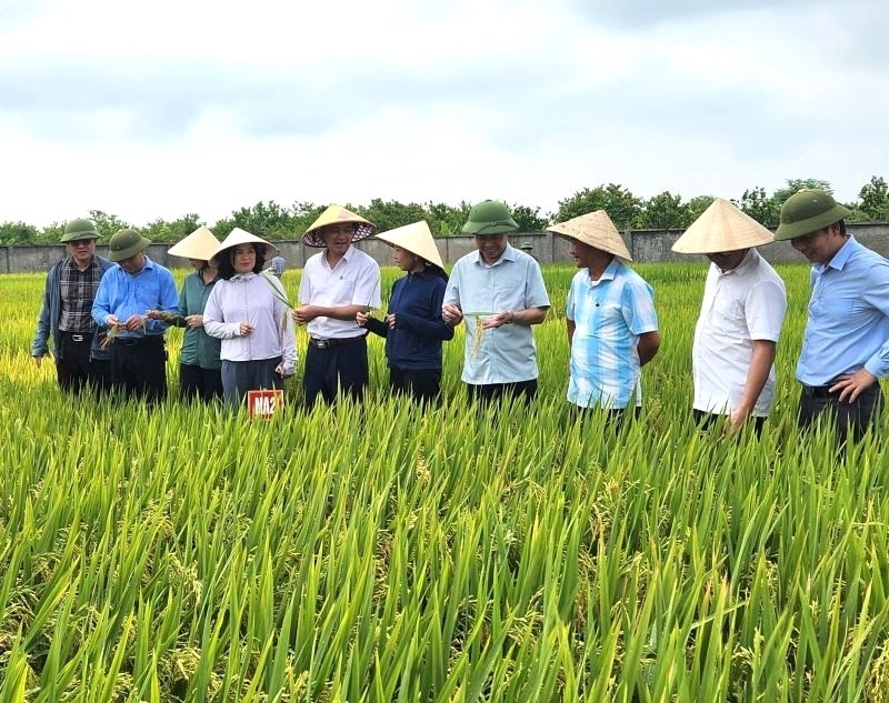 Mô hình sản xuất lúa giảm phát thải được mở rộng trên nhiều cánh đồng tại Nghệ An. Ảnh: Phú Hương