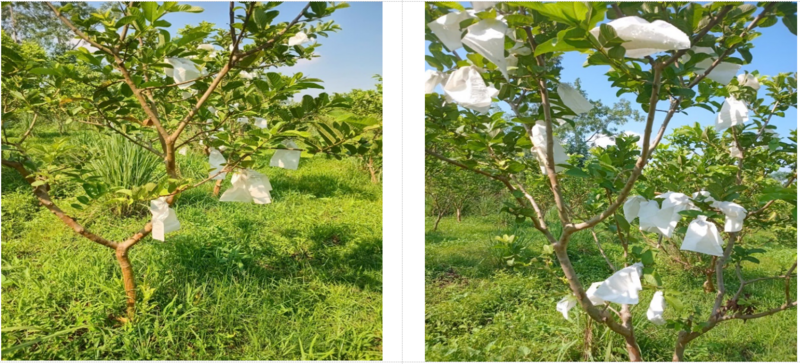 Thử nghiệm túi giấy bao trái cây. Ảnh: Quỳnh Nga