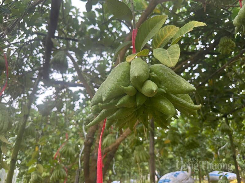 Những quả đã đáp ứng yêu cầu có thể đưa ra thị trường được buộc bằng dây đỏ.