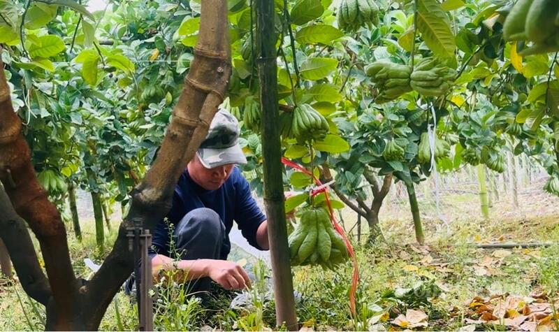 Nhà vườn tại xã Đan Phượng tất bật cắt tỉa, chuẩn bị thu hái phật thủ cung ứng cho thị trường.