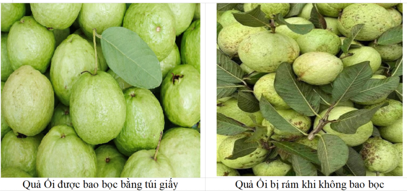 Phát triển công nghệ giấy bao gói bảo vệ trái cây trong canh tác - 3