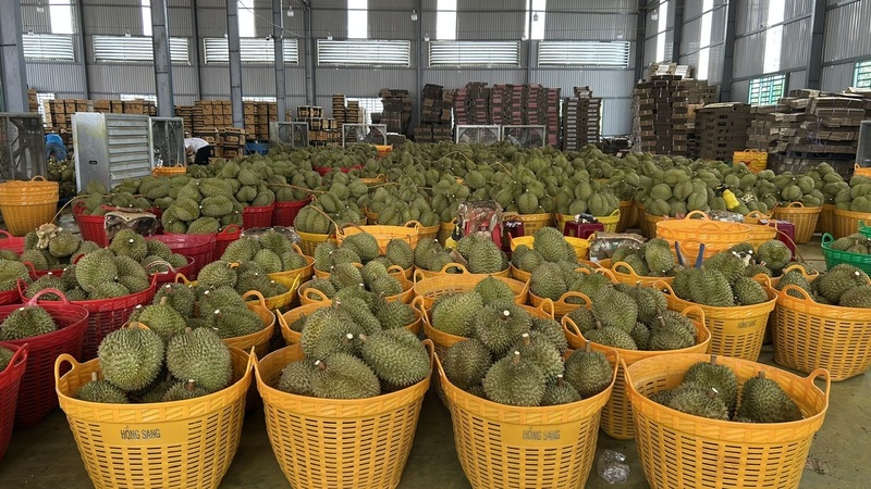 Xuất khẩu sầu riêng là thế mạnh trong lĩnh vực nông sản Đắk Lắk. Ảnh: Vũ Long