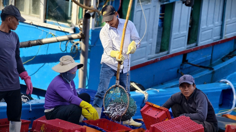 Trúng đậm trong chuyến ra khơi cuối năm khiến cho các ngư dân rất phấn khởi. Ảnh: Nguyễn Dương
