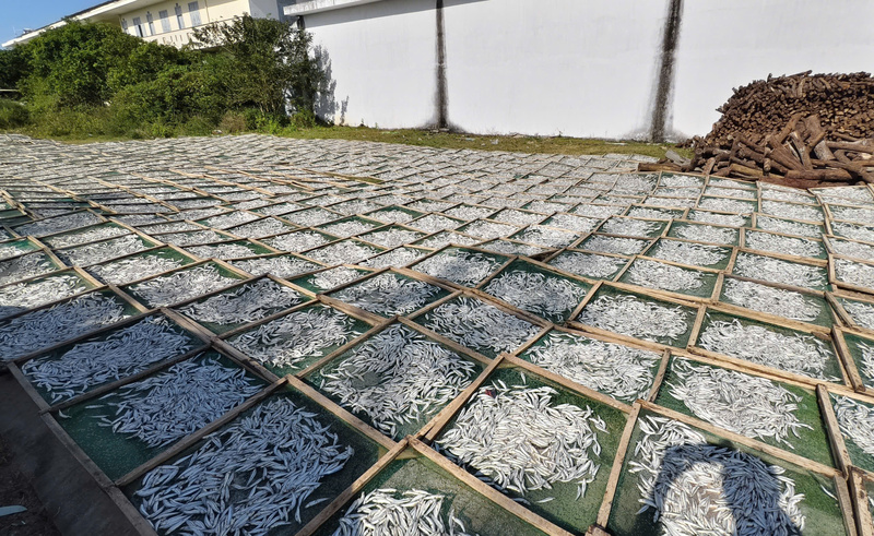 Ngoài những loài cá lớn, ngư dân Quảng Ngãi cũng trúng đậm mùa cá cơm. Mỗi một ngày, một ngư dân sau chuyến biển gần bờ cũng thu về gần 2 triệu đồng. Ảnh: Nguyễn Dương