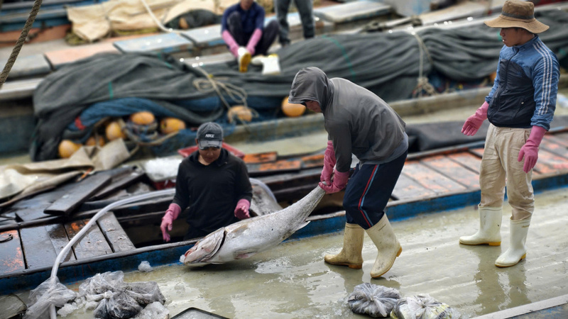 Nhiều loài cá lớn đã được đánh bắt trong chuyến biển này. Ảnh: Nguyễn Dương