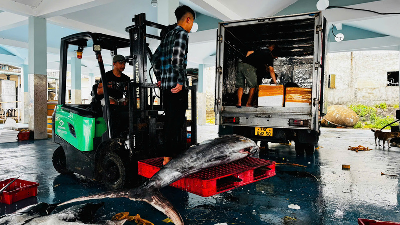 Sau khi sơ chế, cá sẽ được cấp đông rồi đưa lên xe cho các nhà hàng. Ảnh: Nguyễn Dương