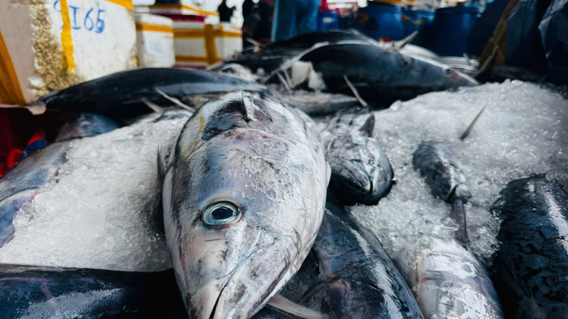Mặt hàng đem lại nhiều lợi nhuận nhất chính là cá ngừ đại dương. Ảnh: Nguyễn Dương