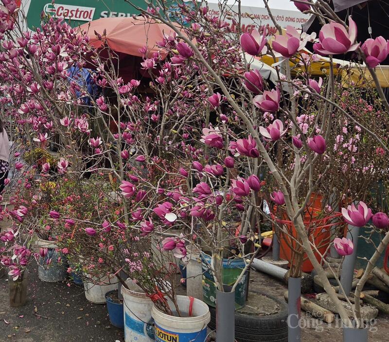 Những cành mộc lan với những bông hoa lớn, cánh dày, sắc hồng tím đậm, bung nở xuất hiện trên nhiều tuyến phố của Hà Nội.