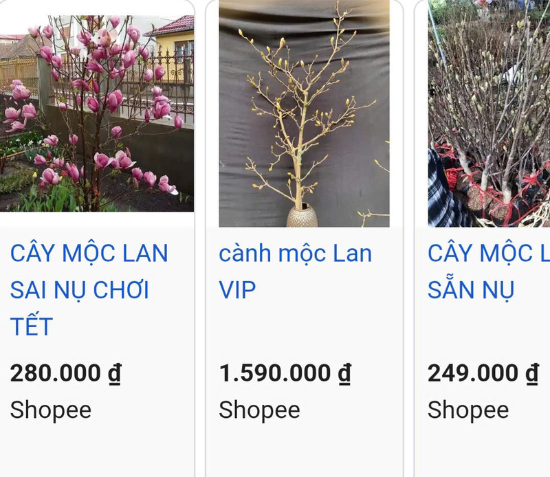 Ngoài các điểm bán truyền thống, mộc lan còn được rao bán phổ biến trên sàn thương mại điện tử với mức giá đa dạng, từ cành nhỏ vài trăm nghìn đồng đến cây lớn giá vài triệu đồng.