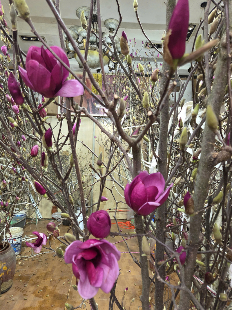 Theo các tiểu thương, hoa mộc lan chủ yếu được nhập từ Trung Quốc.