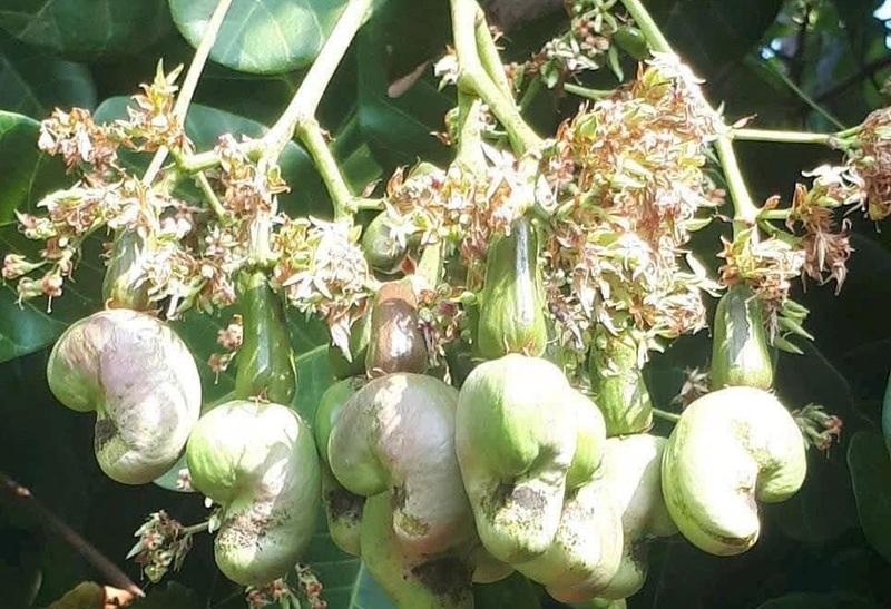 Xuất khẩu hạt điều của Việt Nam trong năm 2025 đã ghi dấu mốc lịch sử khi lần đầu tiên vượt ngưỡng 5 tỷ USD. Ảnh: Đỗ Hương