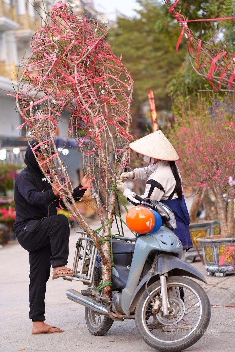 Cành đào lớn được vận chuyển riêng lẻ bằng xe máy, kèm hỗ trợ giao tận nhà.