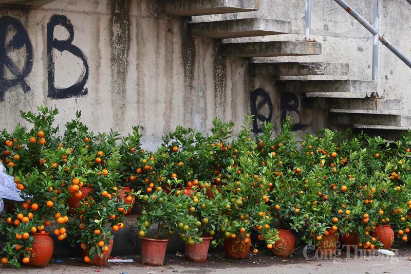 Chùm ảnh: Thị trường hàng hóa sôi động ngày rằm tháng Chạp - 5