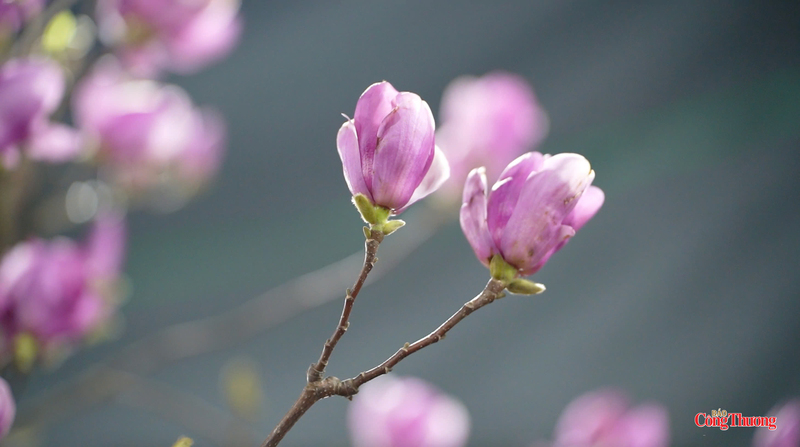 Hoa mộc lan - "nàng thơ" mới trong các loại hoa Tết. Ảnh: Nguyễn Thanh