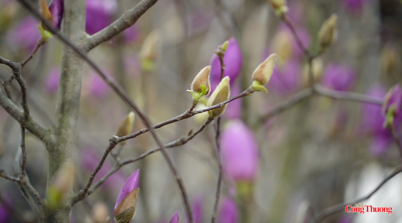 Hoa mộc lan khoe sắc. Ảnh: Nguyễn Thanh