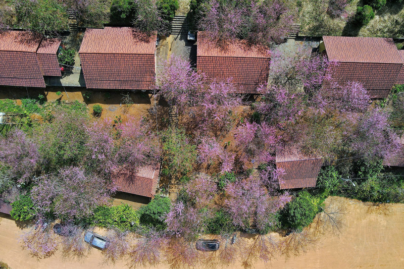 Nhìn từ trên cao, hoa mai anh đào xem kẽ với các mái nhà tạo nên khung cảnh bình yên nhưng đẹp đến lạ. Ảnh: Nguyễn Dương