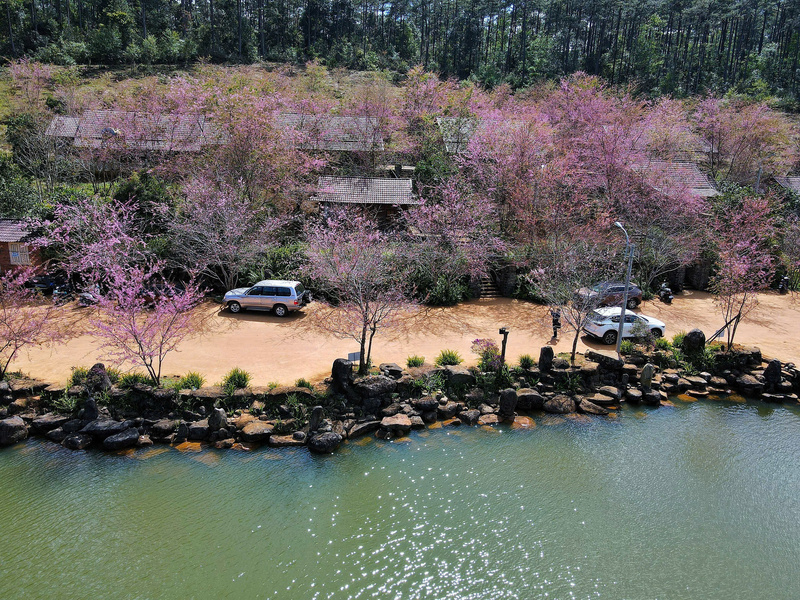 Mai anh đào bung nở dọc theo bờ hồ khiến khung cảnh như một bức tranh thủy mặc. Ảnh: Nguyễn Dương