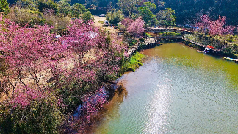 Sắc hồng nhẹ nhàng của hoa anh đào phủ khắp không gian, từ các khu dân cư đến những thắng cảnh quen thuộc như hồ Đam Bri, hồ Đăk Ke. Ảnh: Nguyễn Dương